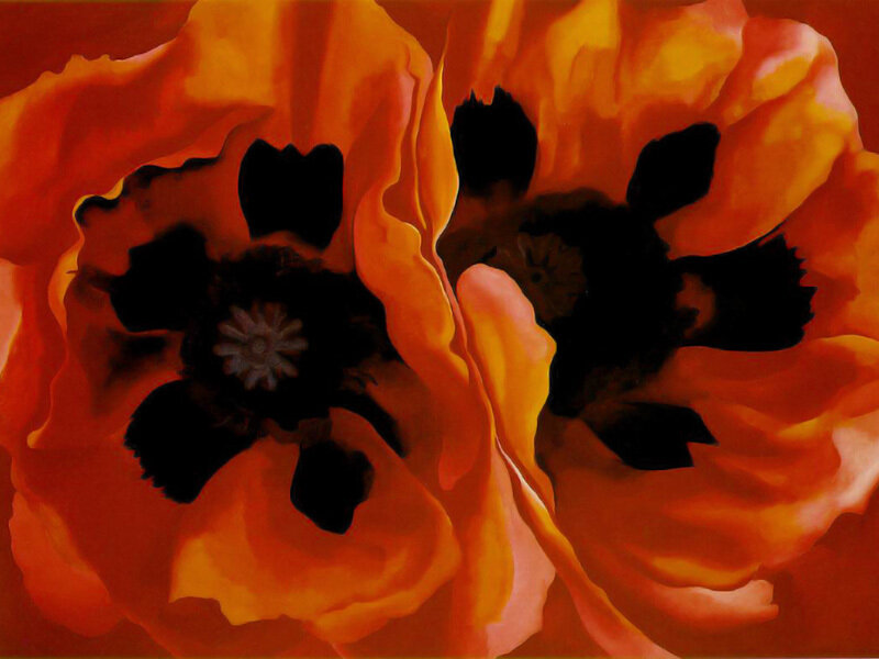 Vibrant orange poppies
