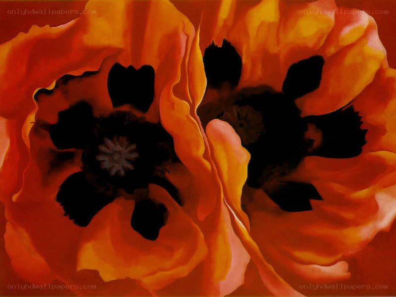 Vibrant orange poppies