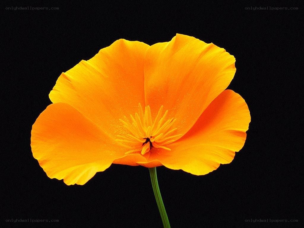 Vibrant orange poppy flower