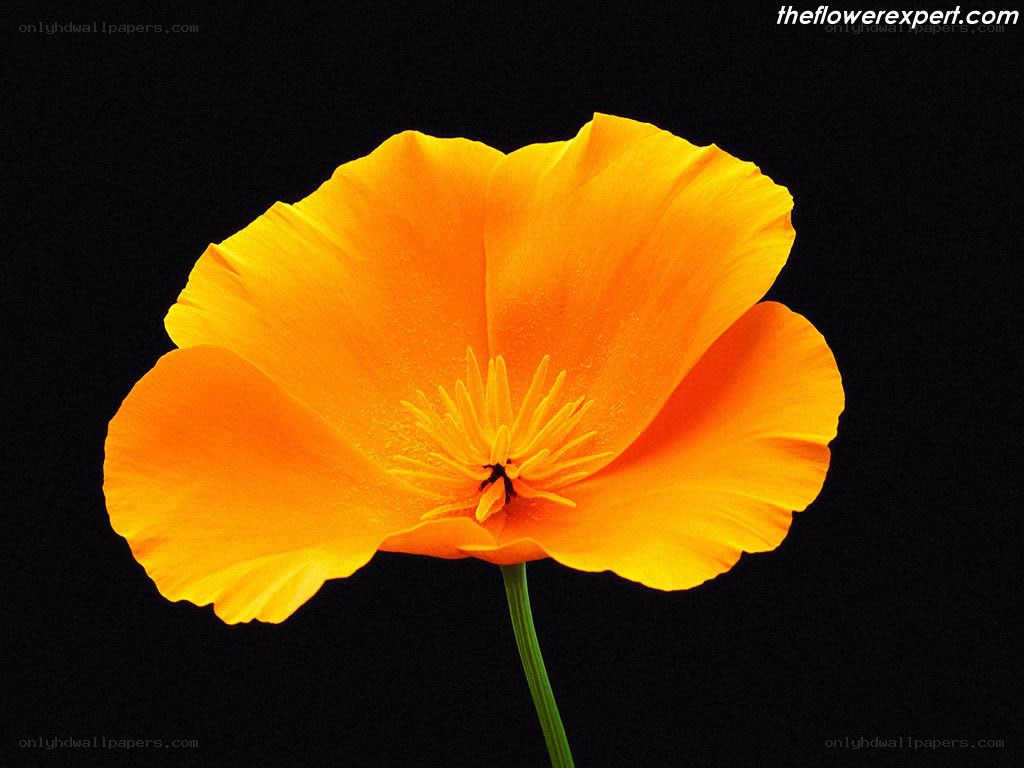 vibrant orange poppy flower