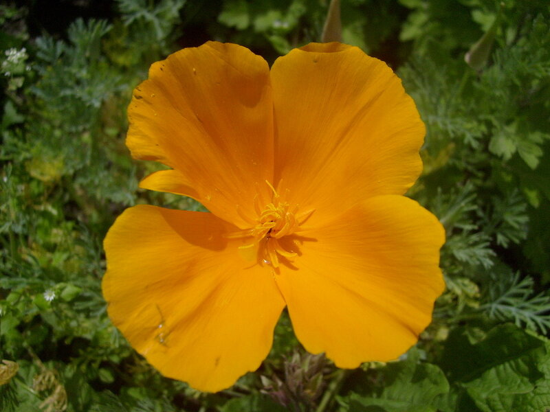 vibrant orange poppy flower