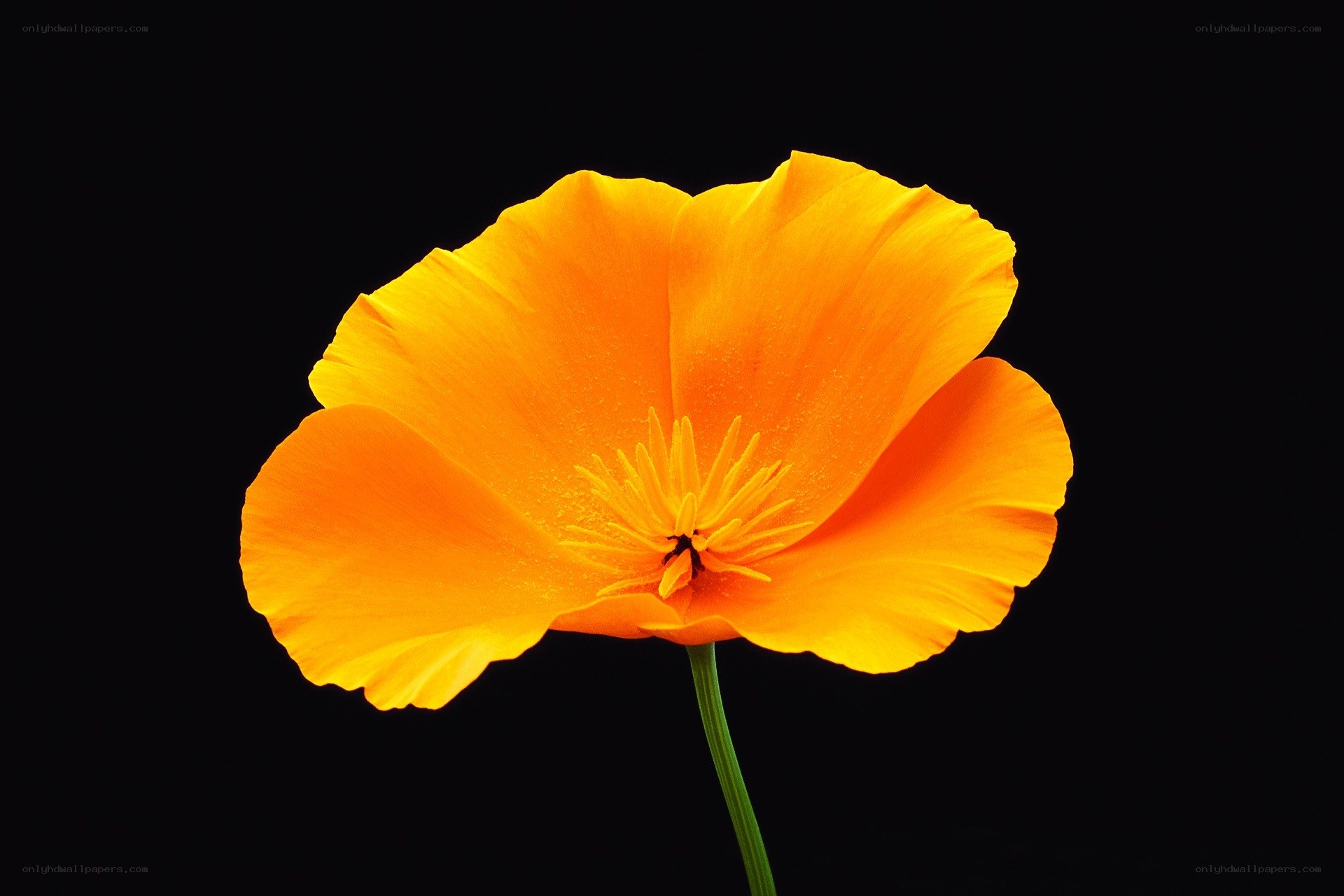 Vibrant orange poppy flower