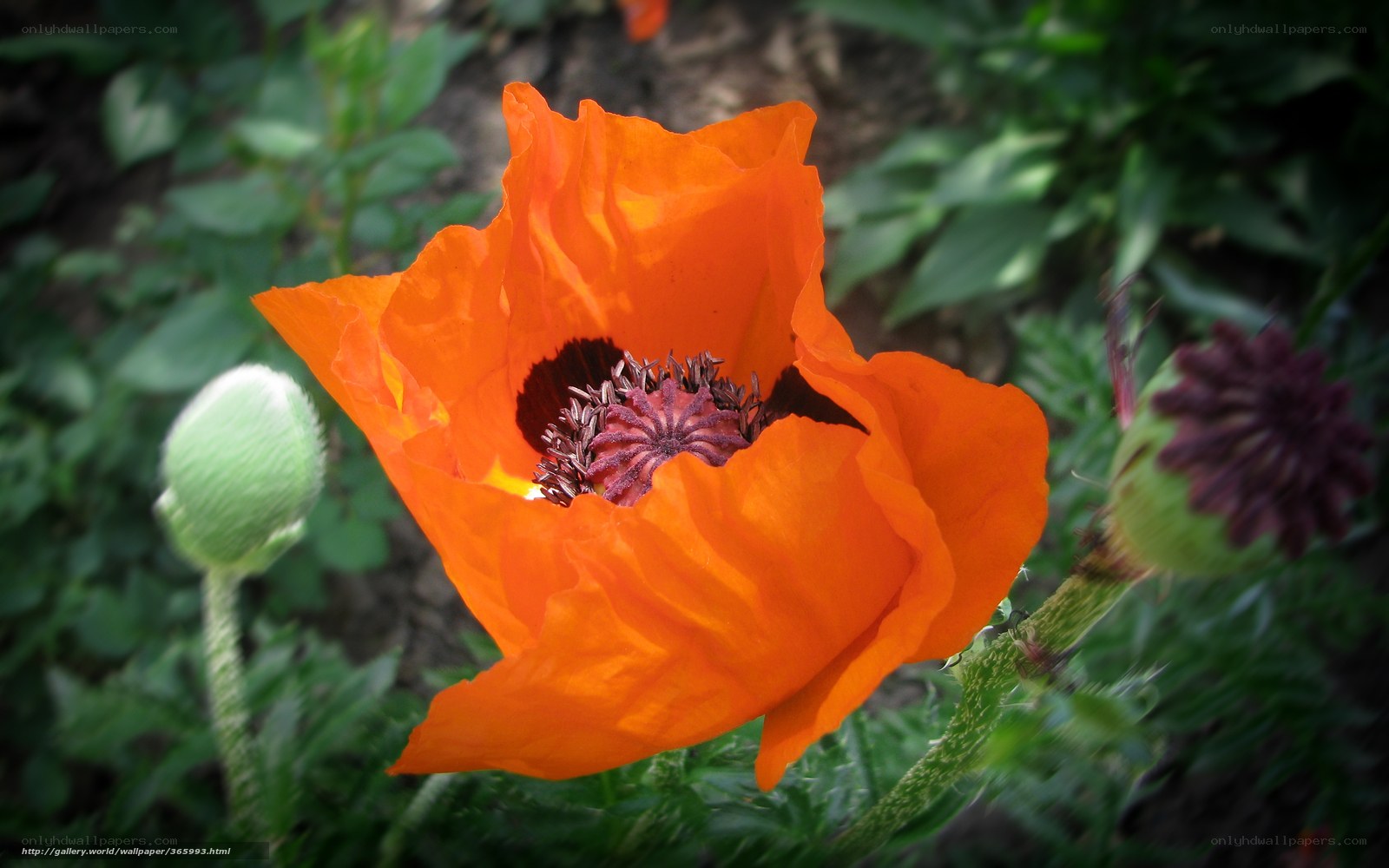 Vibrant orange poppy in bloom