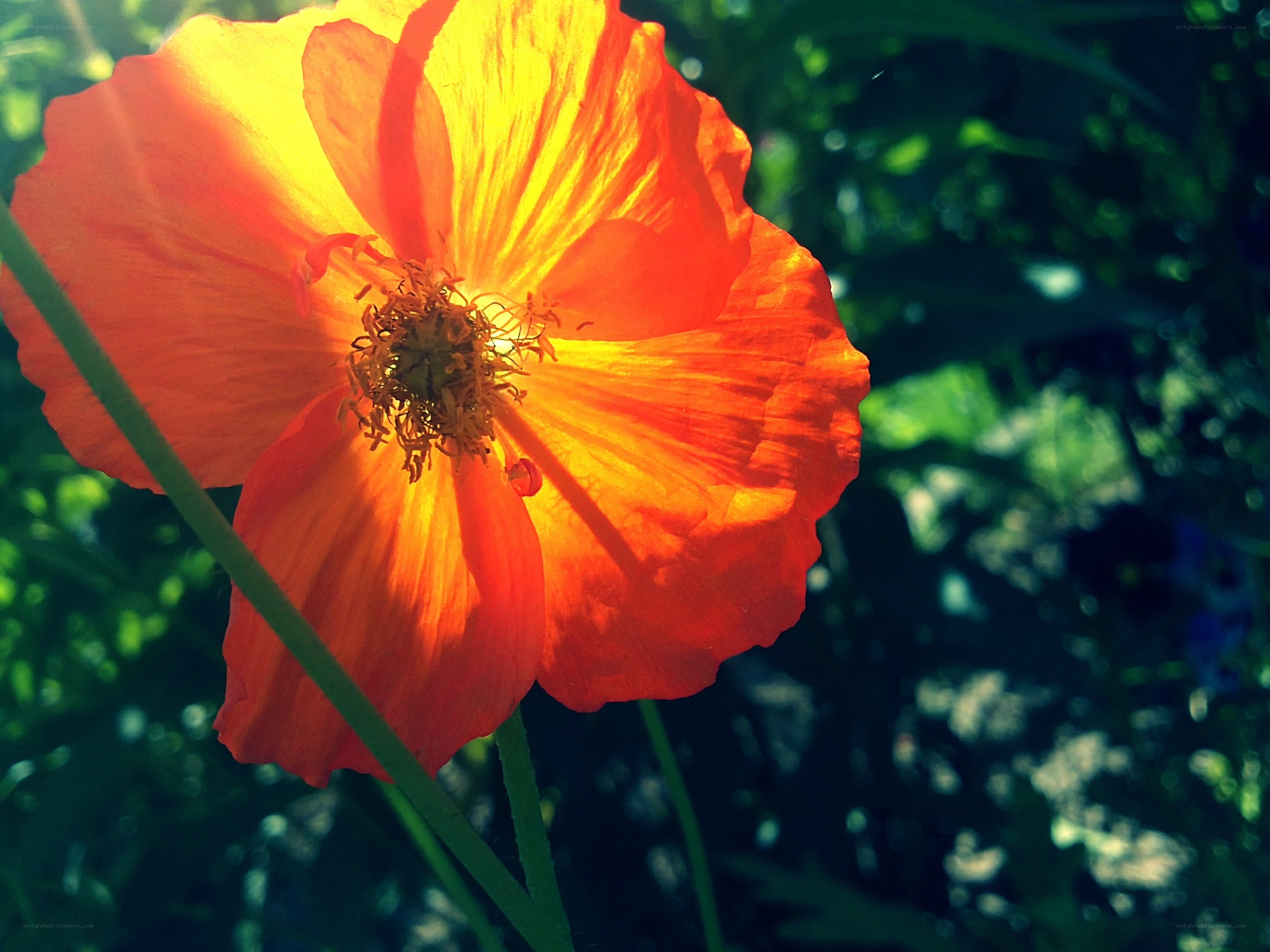 Vibrant orange poppy in sunlight