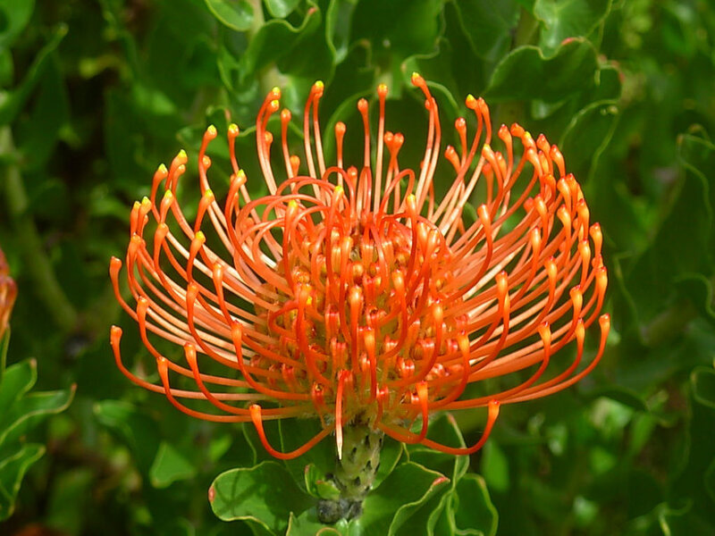 vibrant orange protea flower