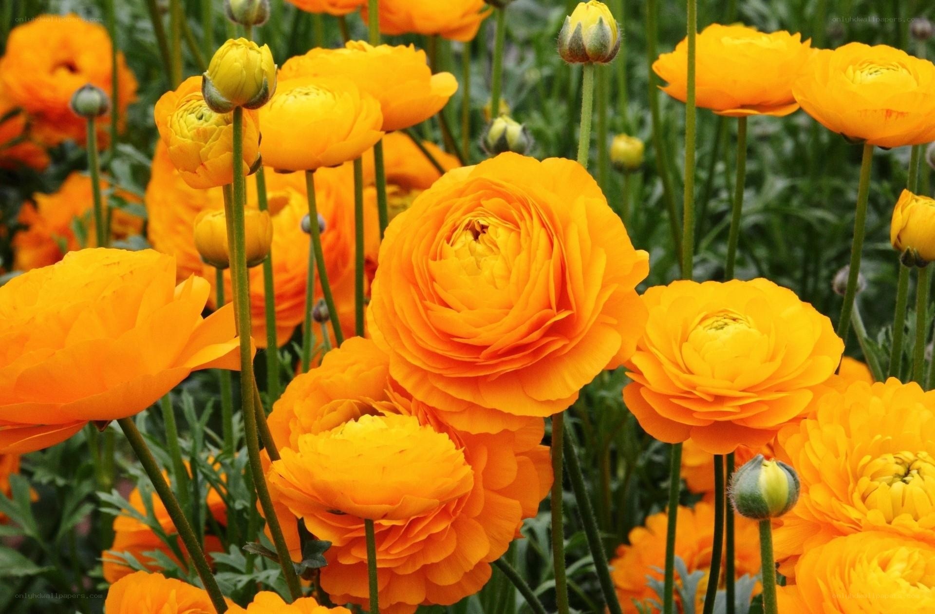 Vibrant orange ranunculus flowers