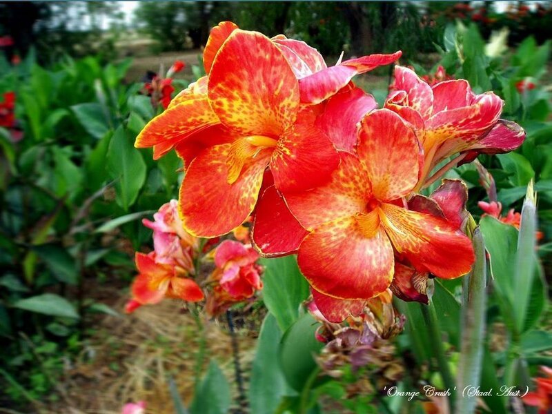 vibrant orange-red canna lilies