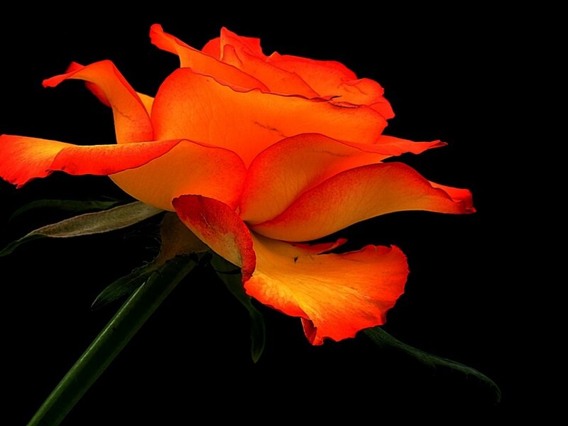 vibrant orange rose