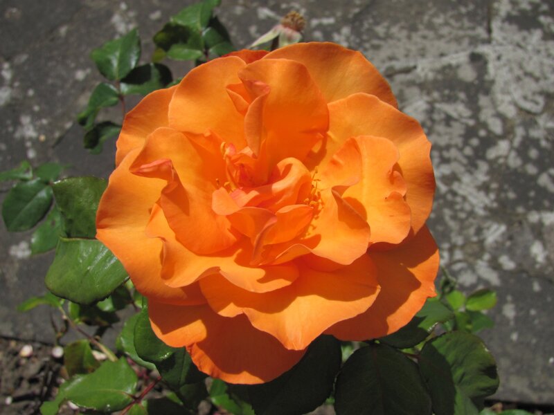 vibrant orange rose bloom