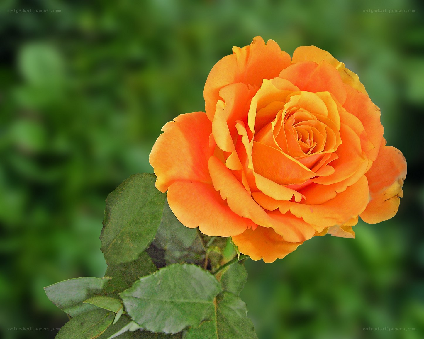 vibrant orange rose bloom