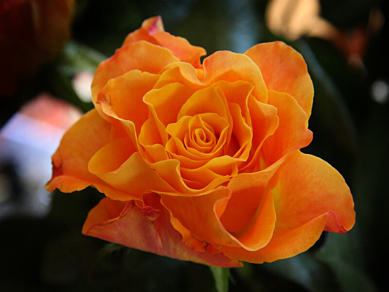 vibrant orange rose bloom