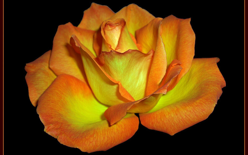vibrant orange rose bloom