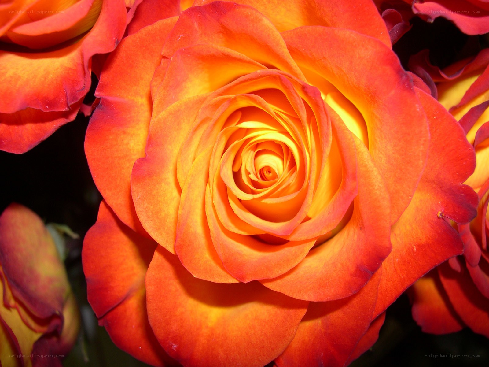 vibrant orange rose bloom