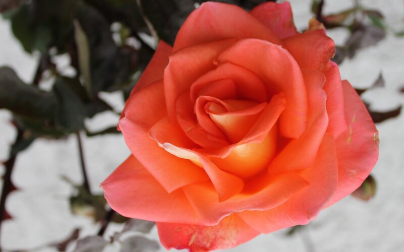 vibrant orange rose bloom