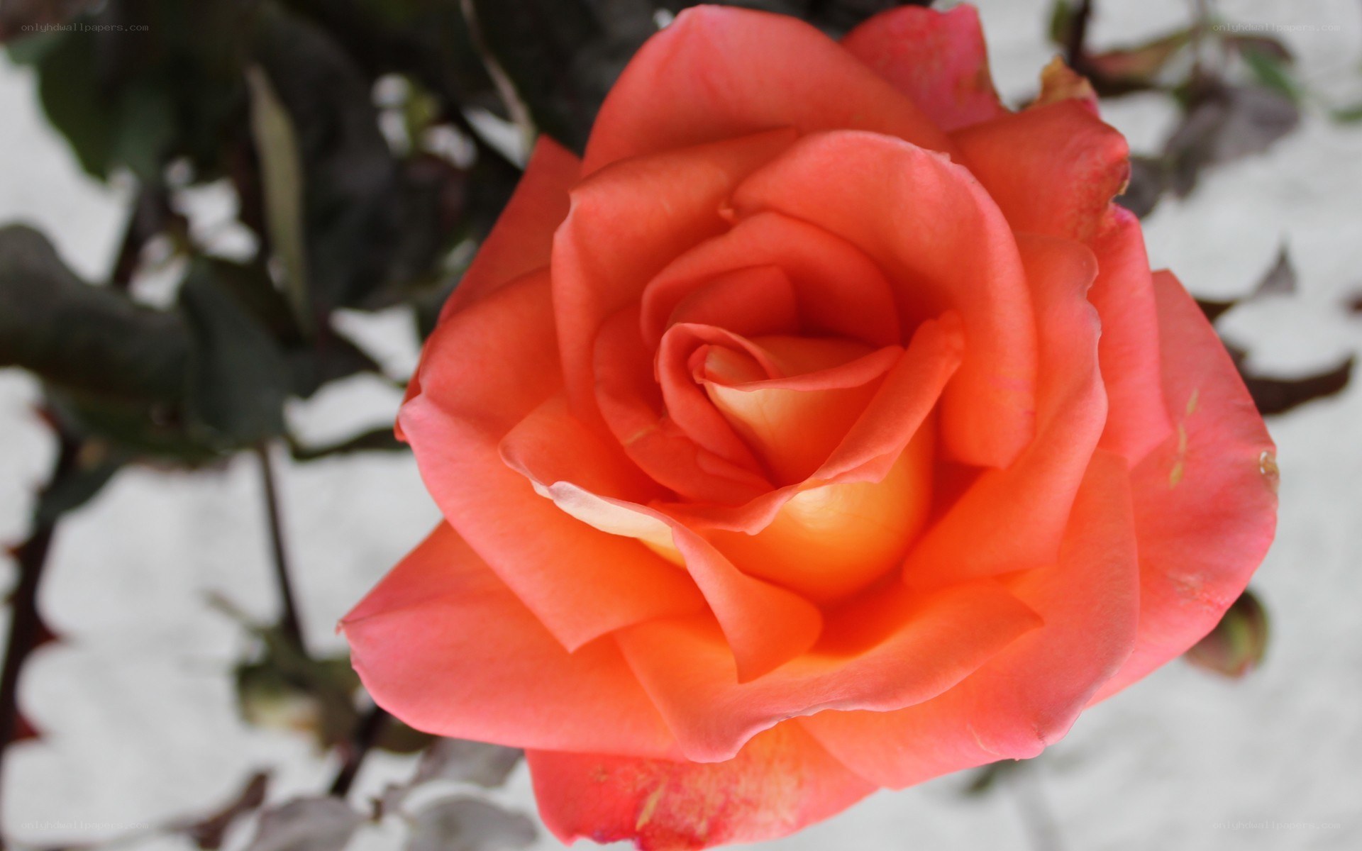 vibrant orange rose bloom