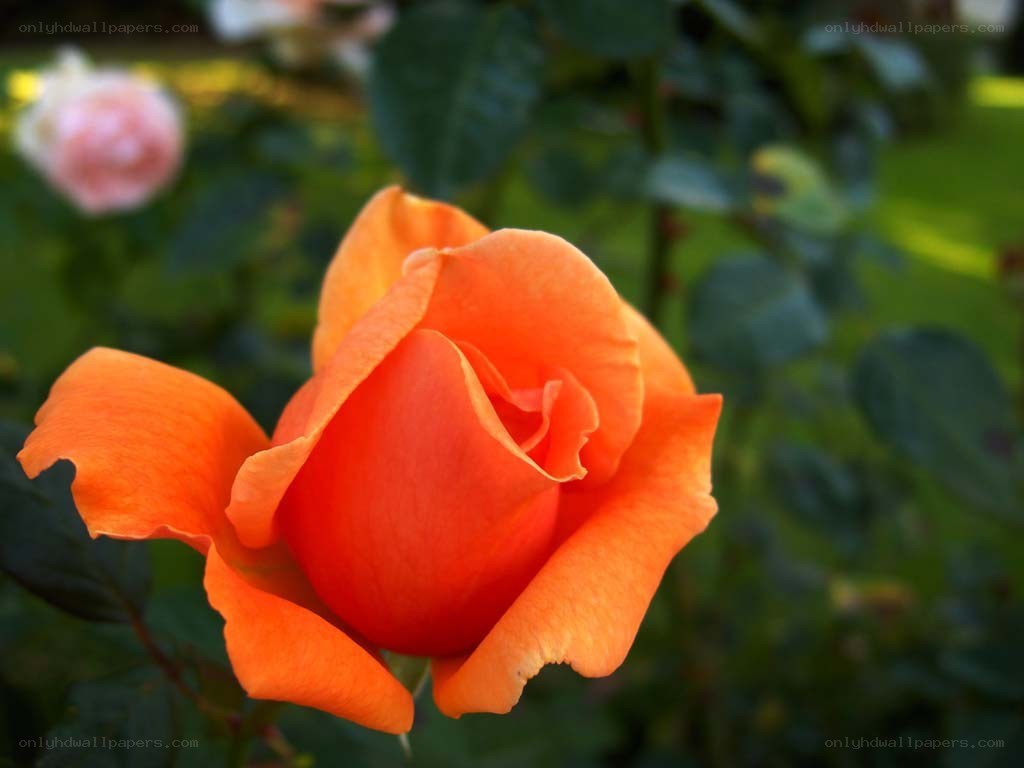 vibrant orange rose in bloom