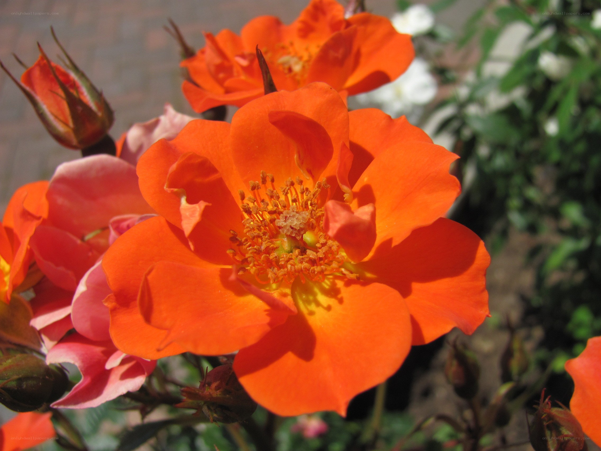 Vibrant orange rose in bloom