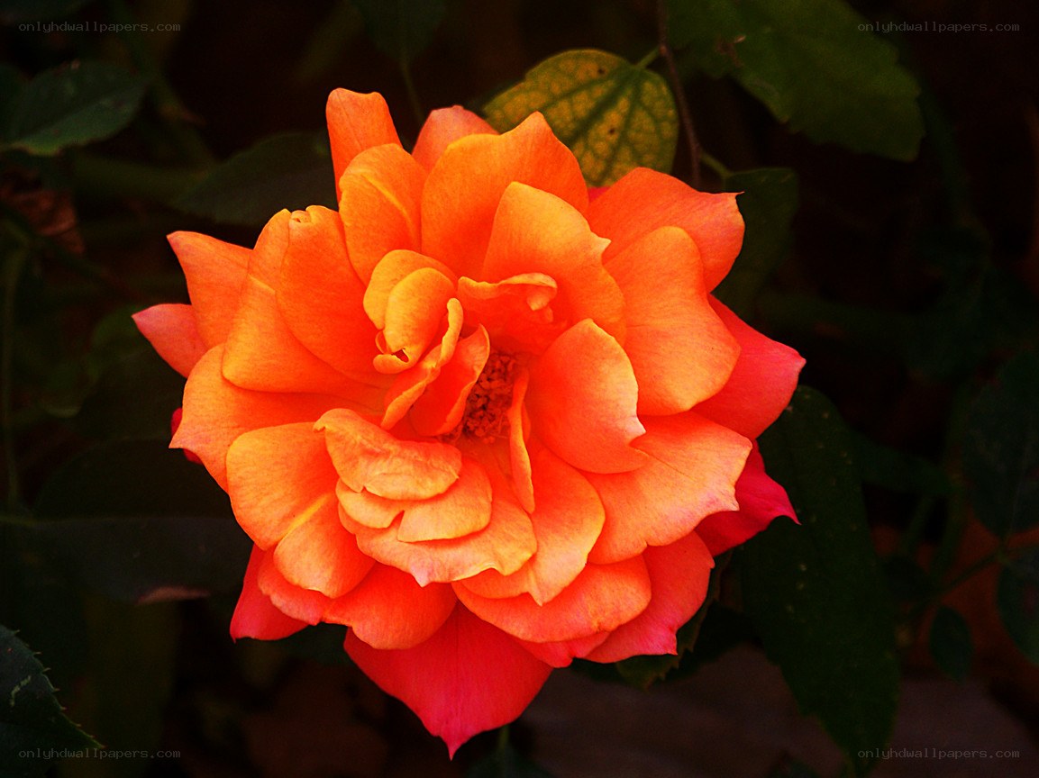 vibrant orange rose in bloom