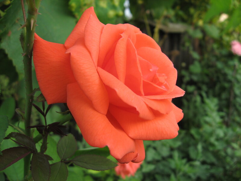 vibrant orange rose in bloom