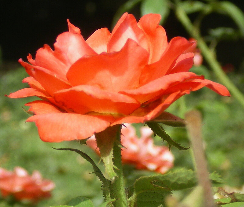 vibrant orange rose in bloom