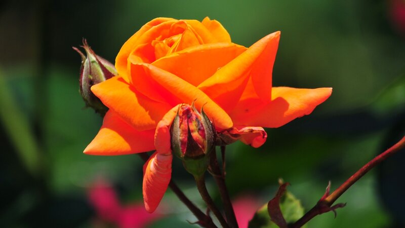 Vibrant orange rose in bloom