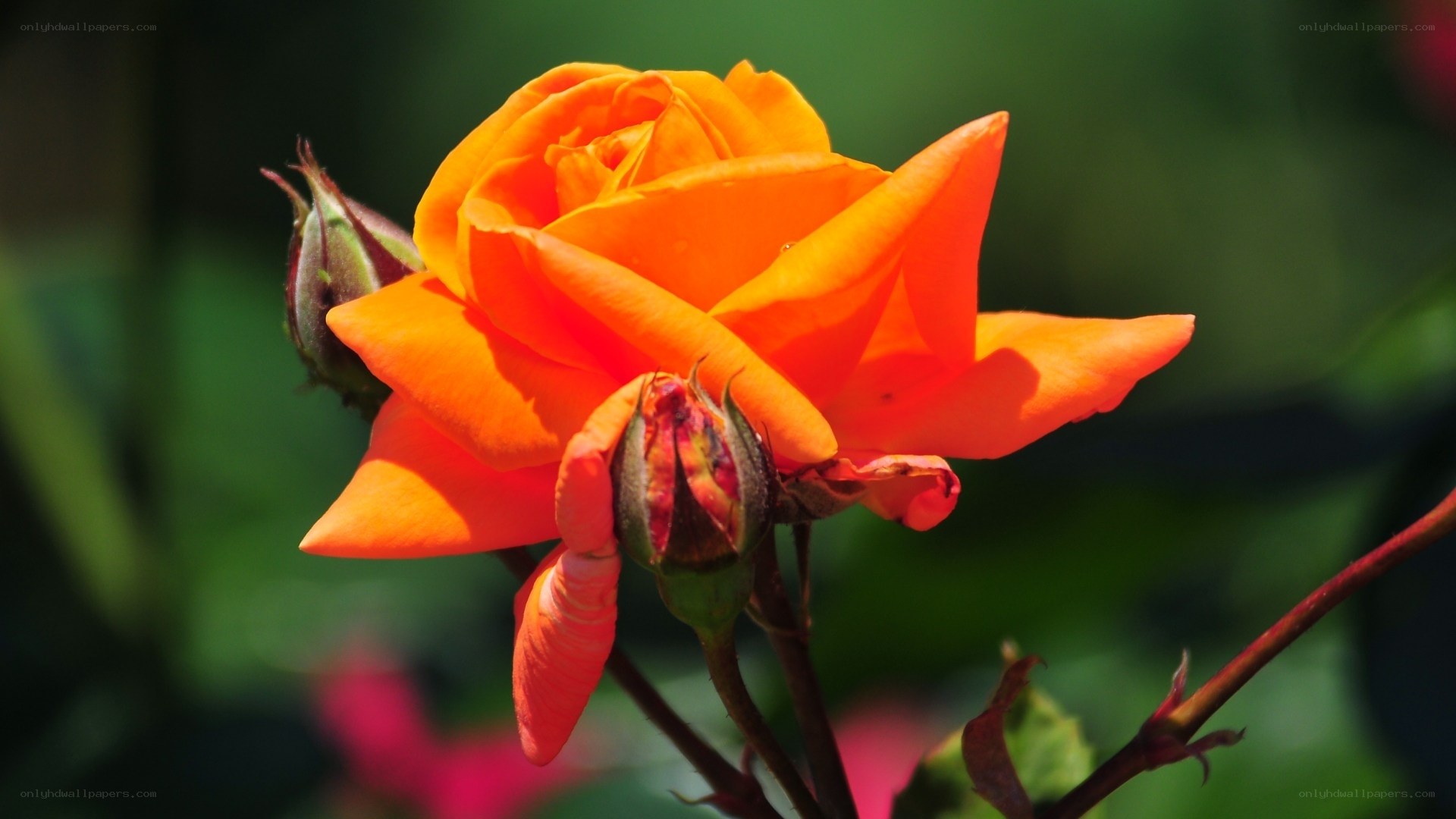 Vibrant orange rose in bloom