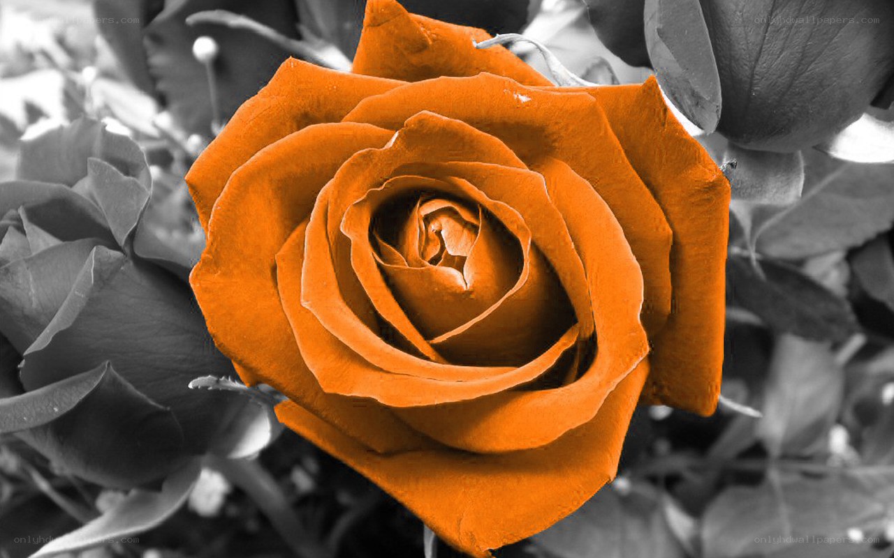 vibrant orange rose in monochrome