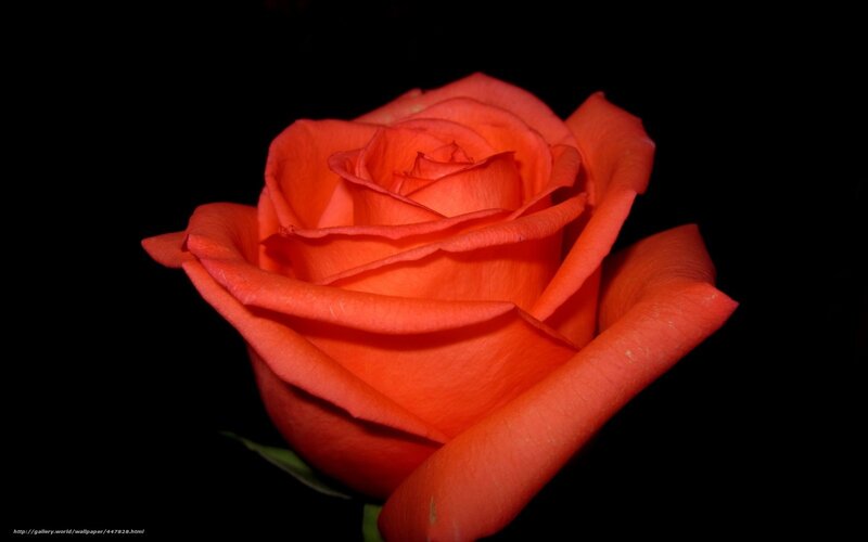 vibrant orange rose