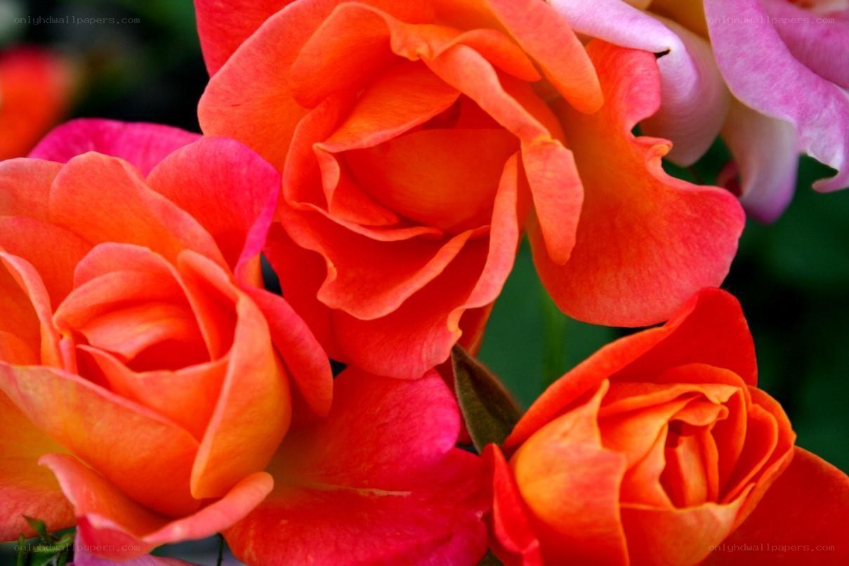 vibrant orange roses in bloom