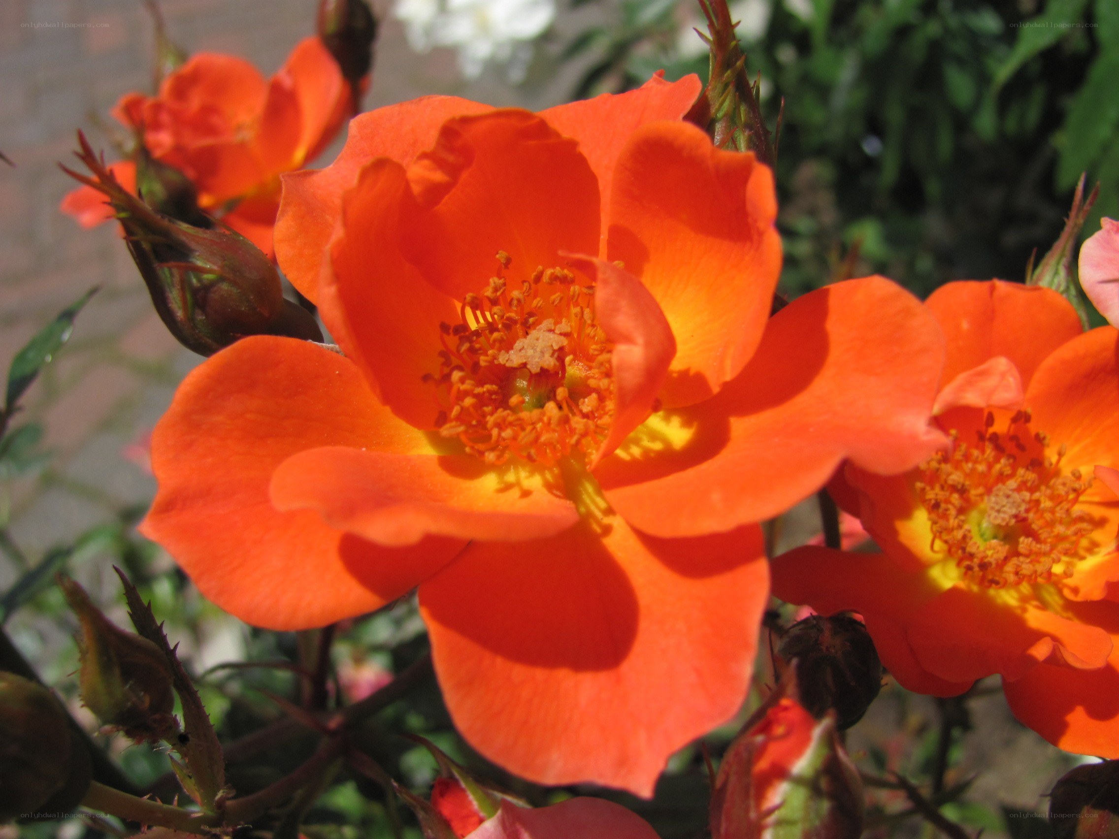 vibrant orange roses in bloom