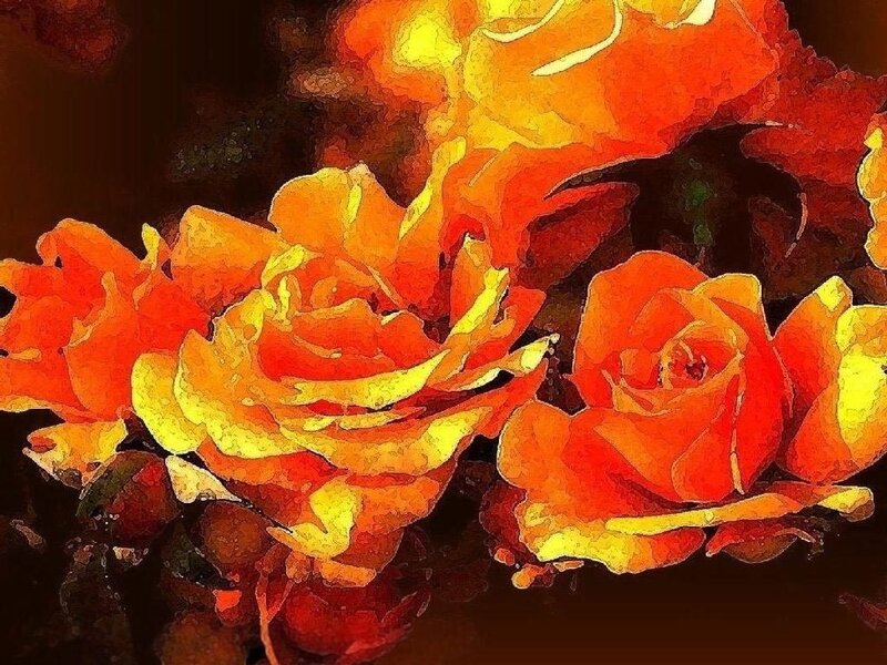 vibrant orange roses