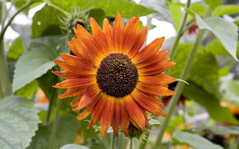 vibrant orange sunflower