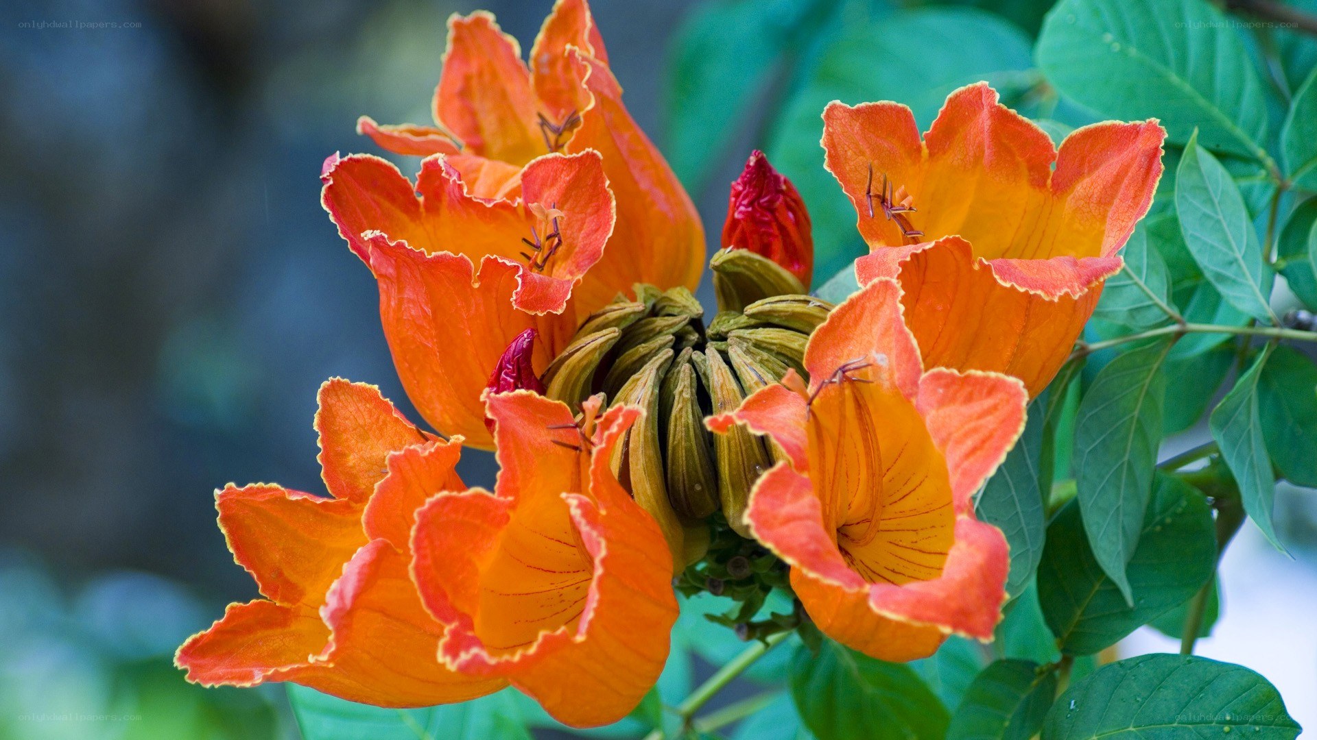 vibrant orange trumpet flowers