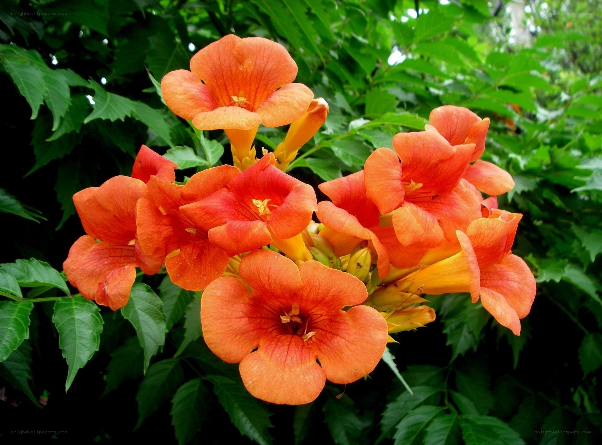 vibrant orange trumpet flowers