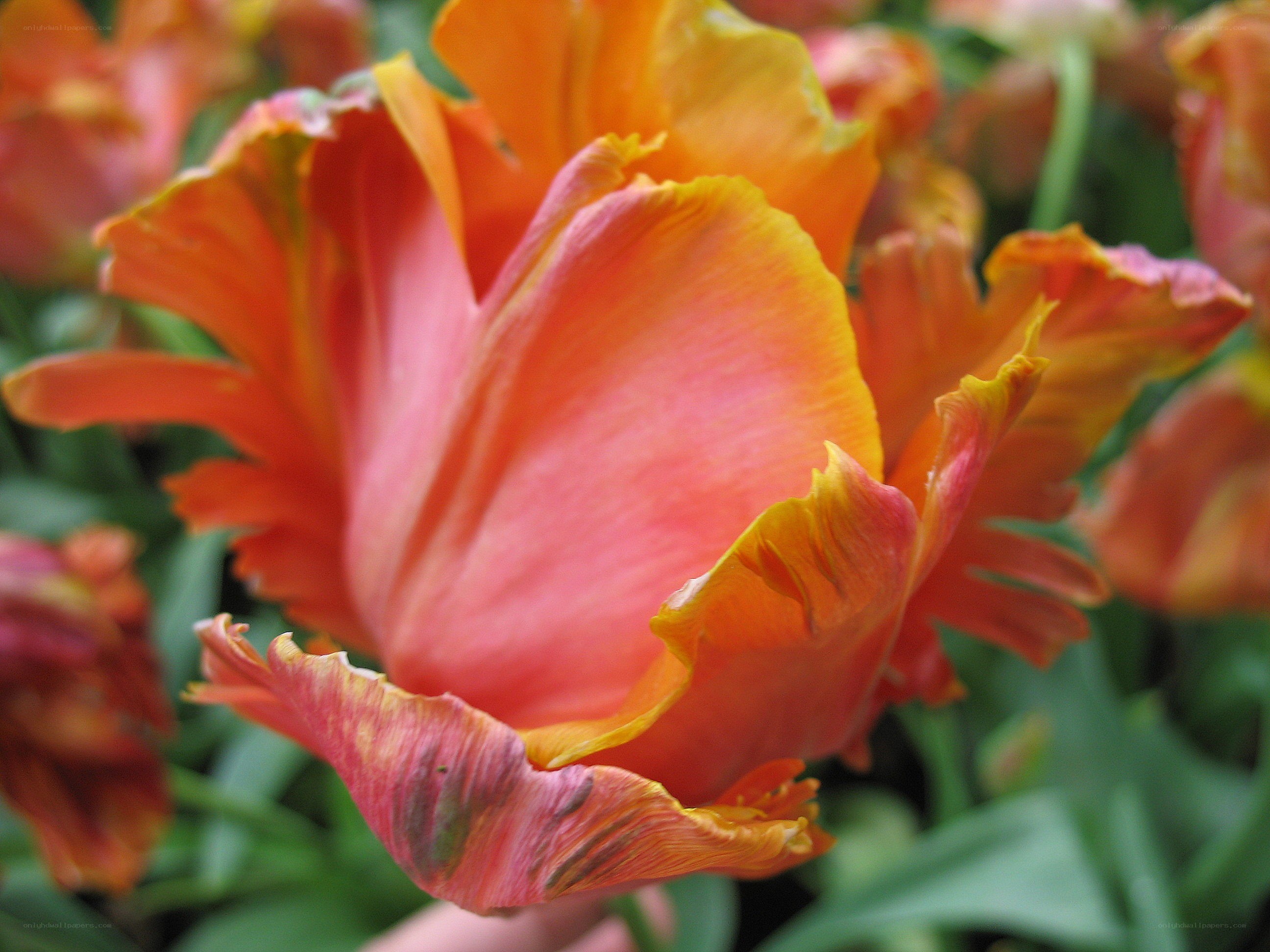 vibrant orange tulip bloom