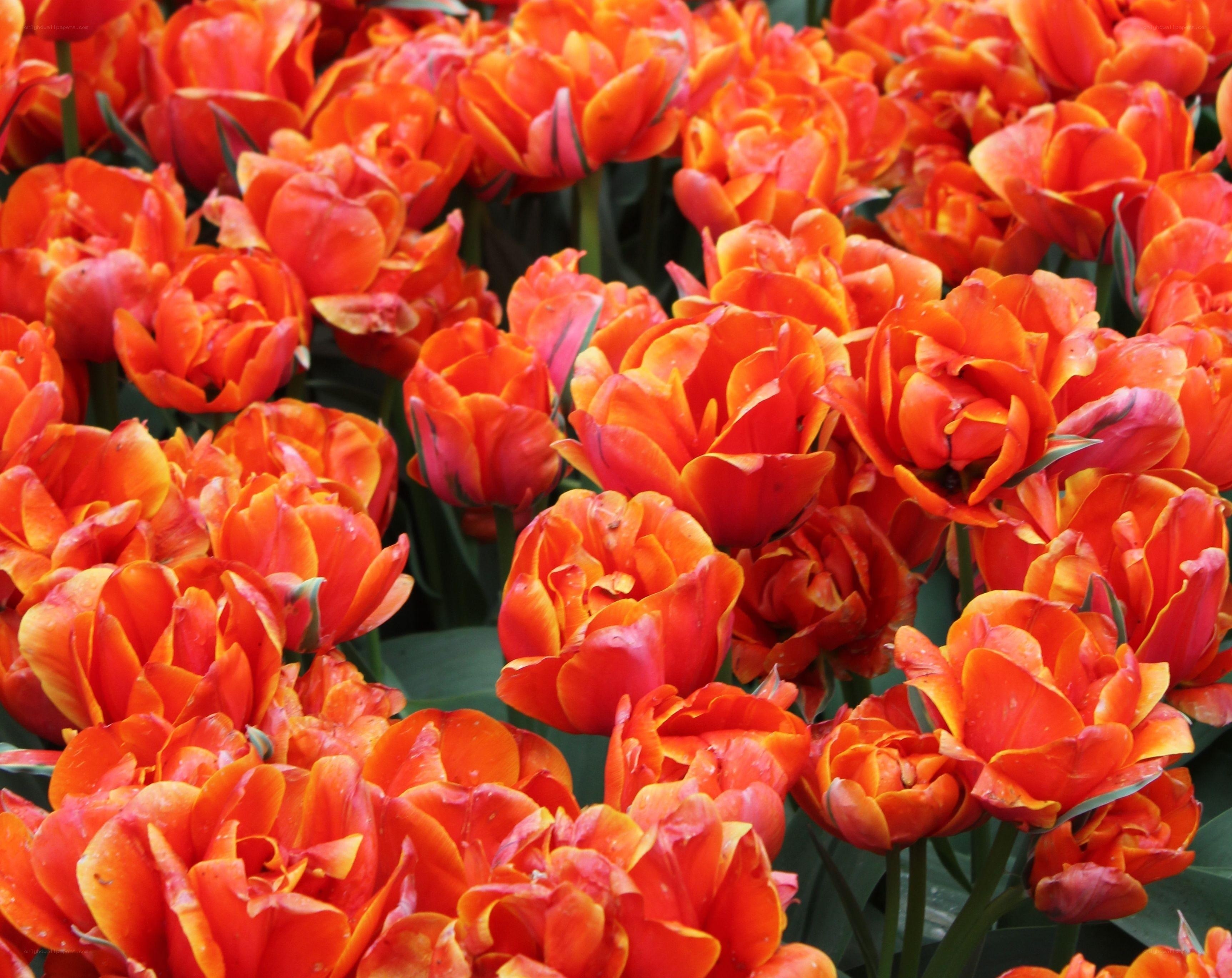 Vibrant orange tulip bouquet