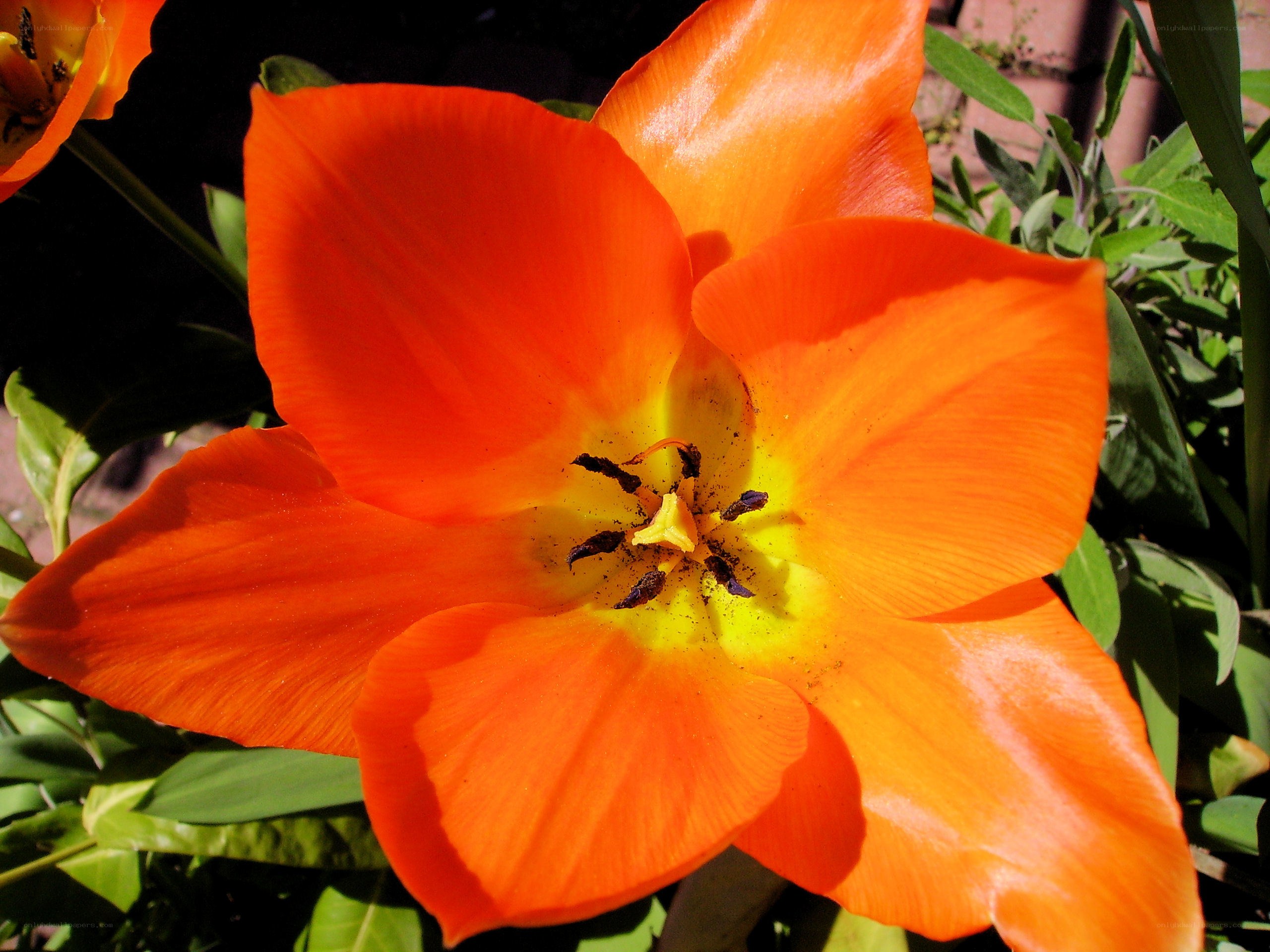 vibrant orange tulip flower