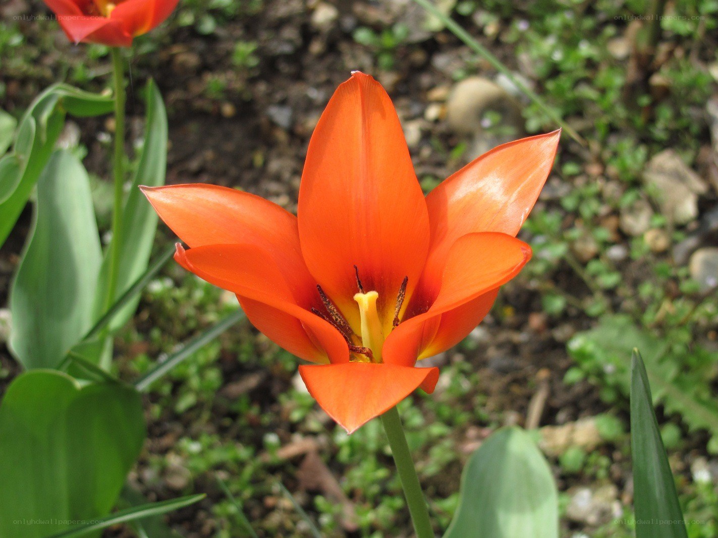 Vibrant orange tulip in bloom