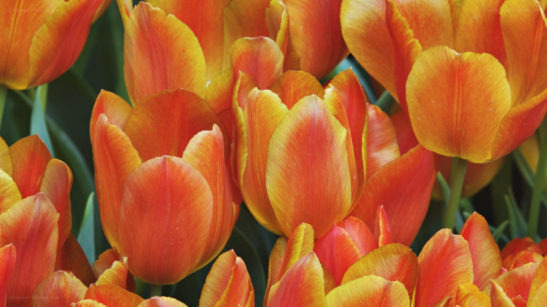 vibrant orange tulips in bloom