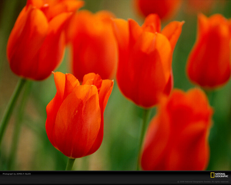 Vibrant orange tulips in bloom