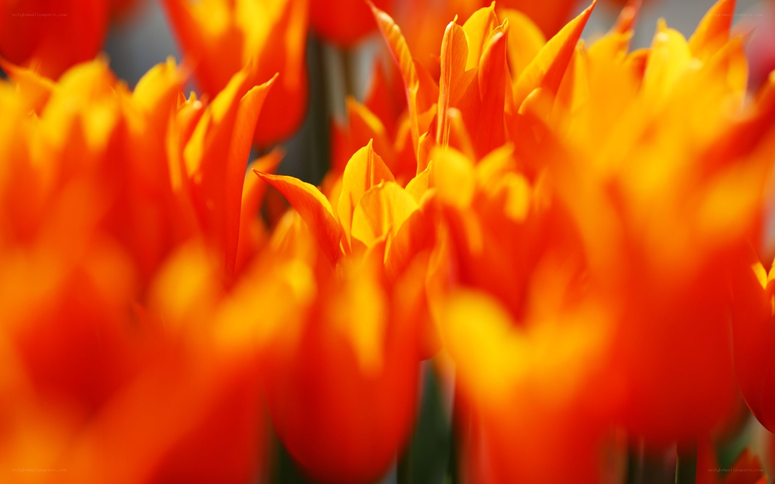 Vibrant orange tulips in bloom