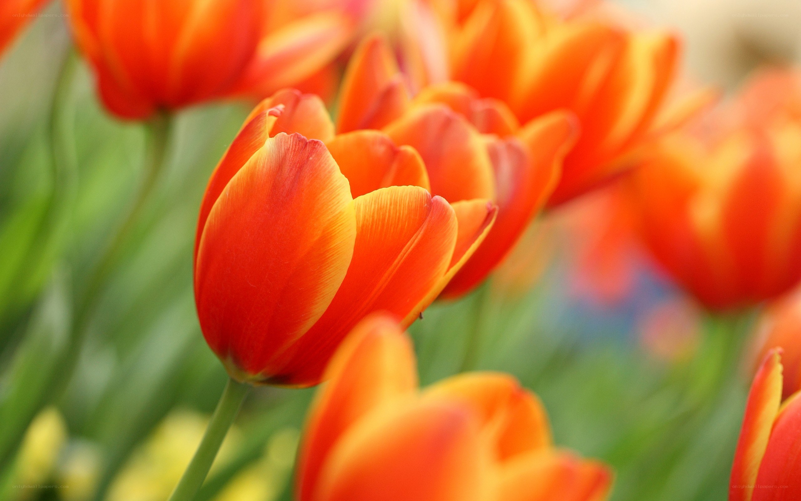 Vibrant orange tulips in bloom