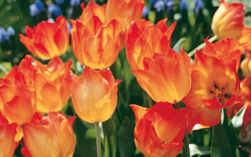 Vibrant orange tulips in bloom