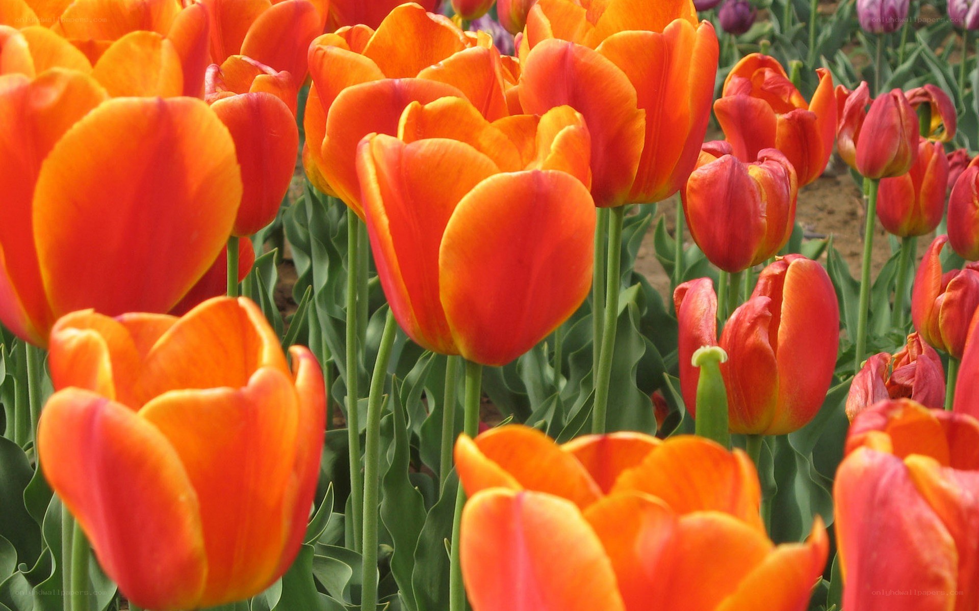 Vibrant orange tulips in bloom