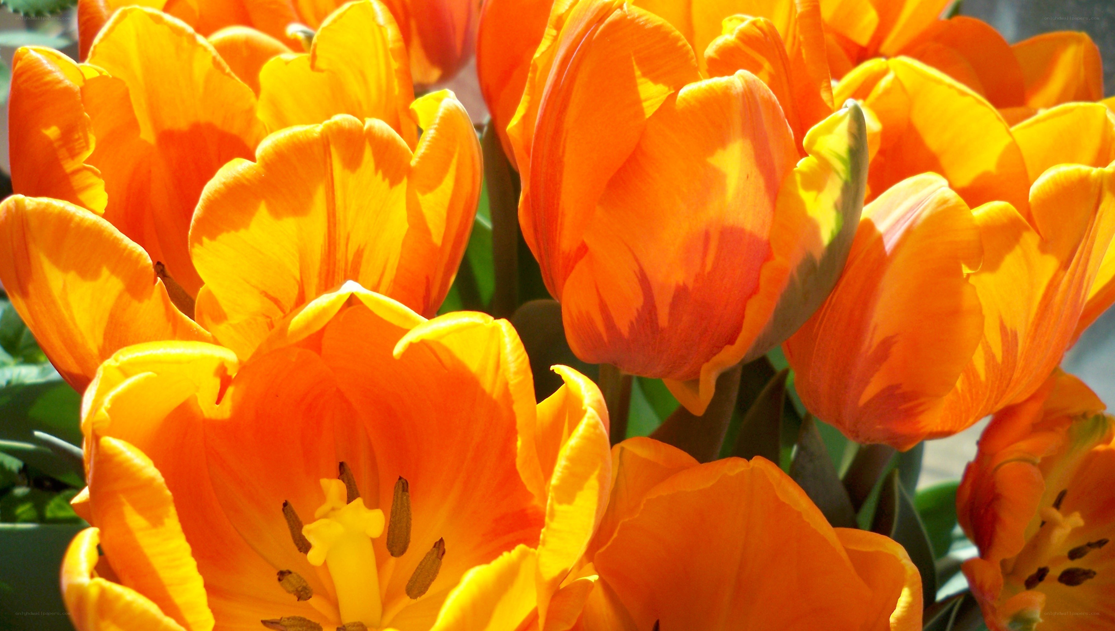 vibrant orange tulips in sunlight