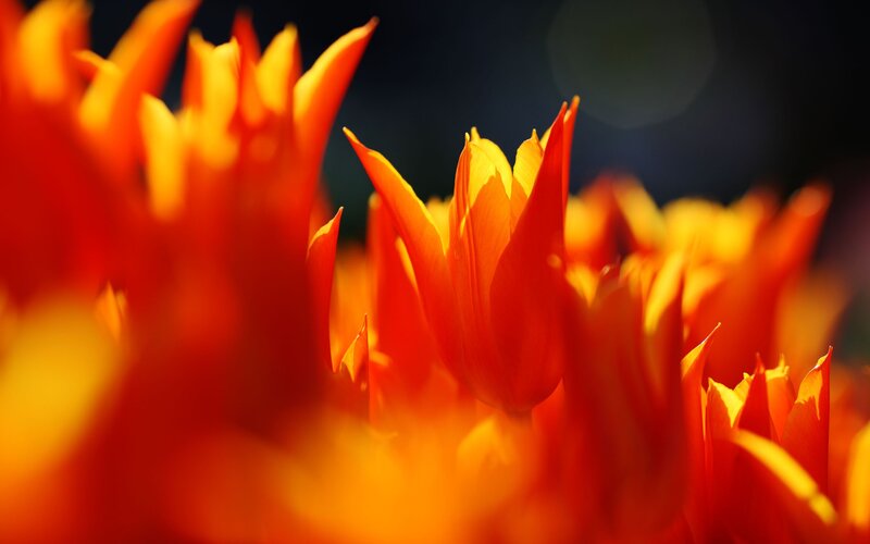 vibrant orange tulips in sunlight