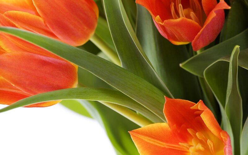 vibrant orange tulips