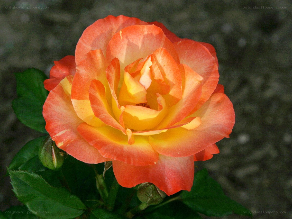 vibrant orange-yellow rose