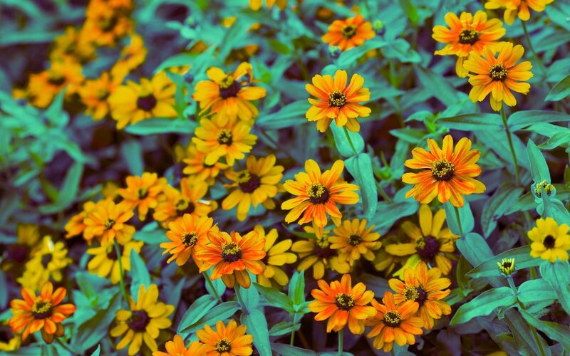 vibrant orange zinnia flowers