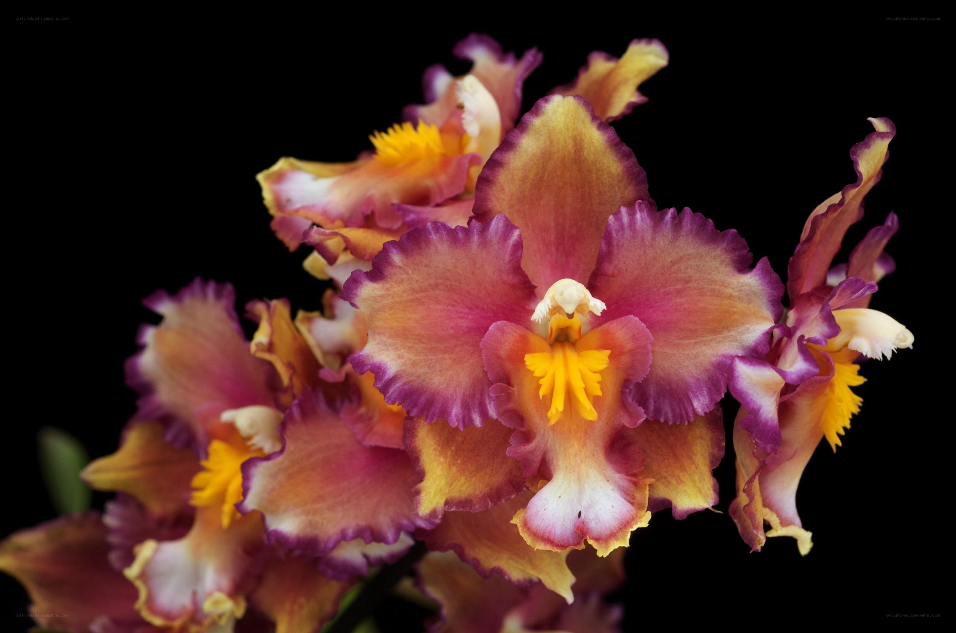 vibrant orchid blooms